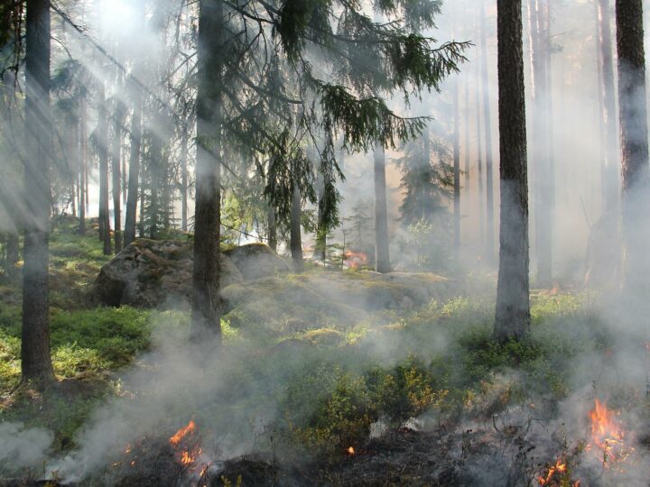 Dąbie: Zakrapiana impreza z ogniskiem w środku lasu. Spłonęło ponad 600 m2 kompleksu