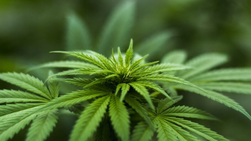 Dzielnicowy odkrył małą plantację marihuany w jednym ze szczecineckich mieszkań