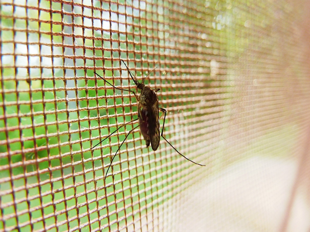 Problem z komarami dręczącymi mieszkańców Szczecina