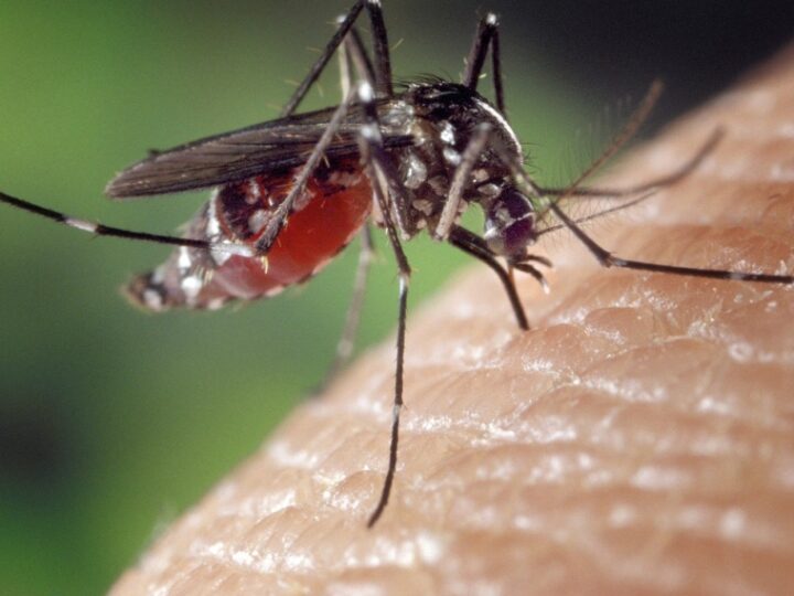 Nekropolia w Szczecinie opanowana przez agresywne komary