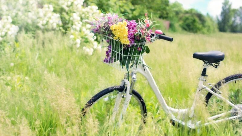 Rowerzyści kontra ekolodzy – spór o budowę ścieżki rowerowej w Wolińskim Parku Narodowym
