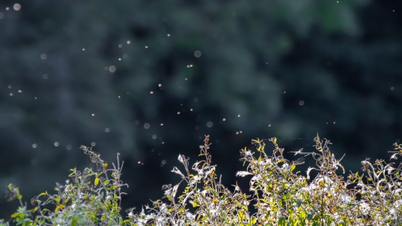 Walka ze szkodliwymi owadami w Świnoujściu. Koszt akcji może przekroczyć 400 tysięcy złotych
