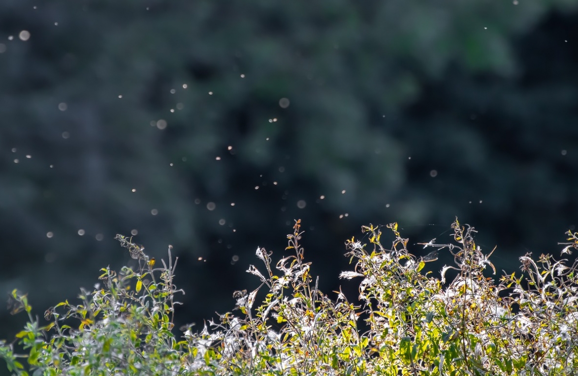 Walka ze szkodliwymi owadami w Świnoujściu. Koszt akcji może przekroczyć 400 tysięcy złotych