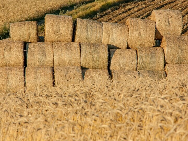 Agro Pomerania – kluczowe wydarzenie dla rolnictwa na Pomorzu Zachodnim