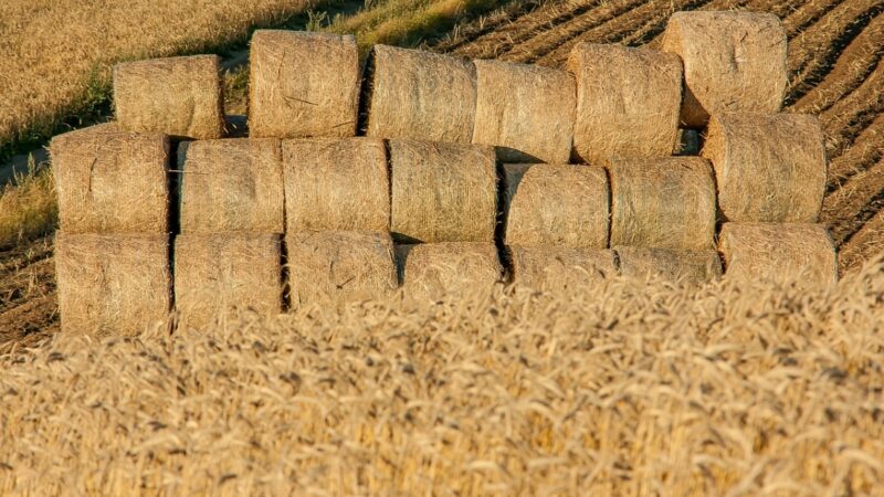 Agro Pomerania – kluczowe wydarzenie dla rolnictwa na Pomorzu Zachodnim