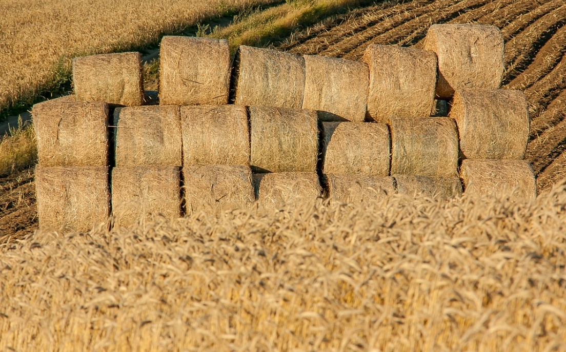 Agro Pomerania – kluczowe wydarzenie dla rolnictwa na Pomorzu Zachodnim