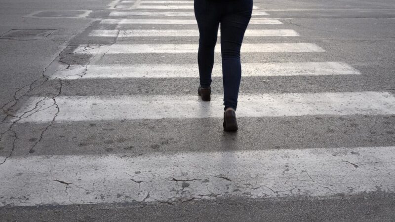 Strażnicy miejscy ratują rannego łabędzia na drodze