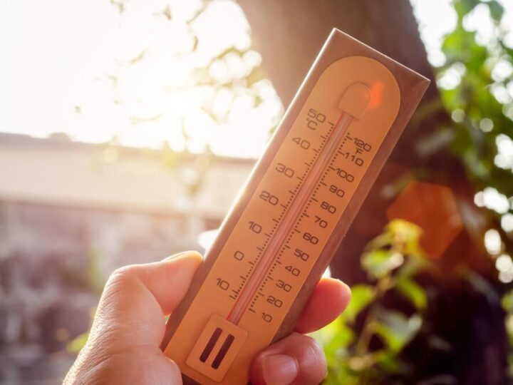 Wiosenne radości Darwina: czas na słońce i zabawę!